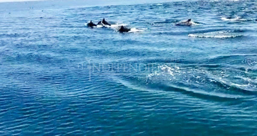 Identifican grupo de 330 delfines nadando en la Bahía de La Paz; PROFEPA pide apoyo para reportar más varamientos