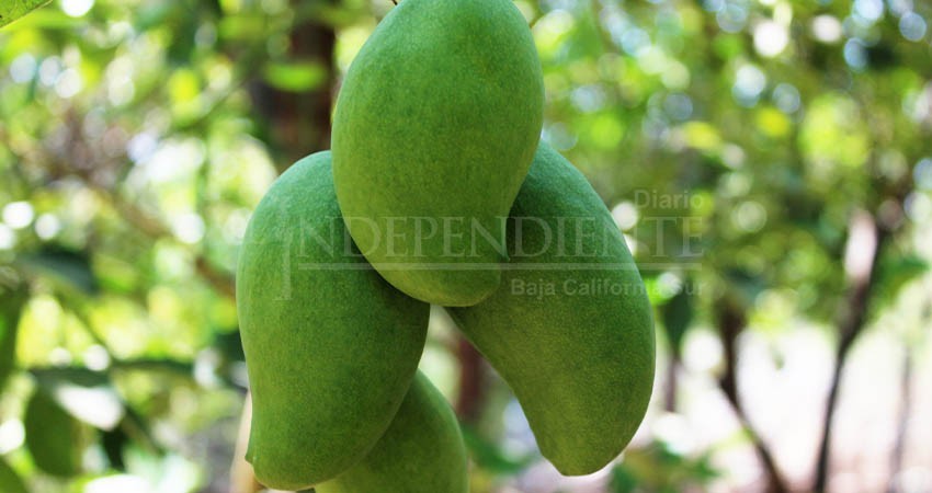 Gobierno estatal  fortalece el combate a la mosca de le fruta con la inversión de más de 2 MDP Gobierno estatal  fortalece el combate a la mosca de le fruta con la inversión de más de 2 MDP