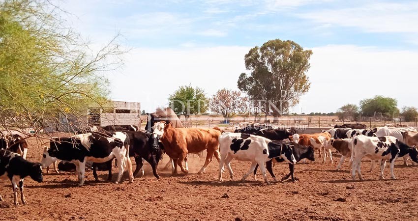 Busca SEPADA ampliar seguro para productores hacia la ganadería tradicional