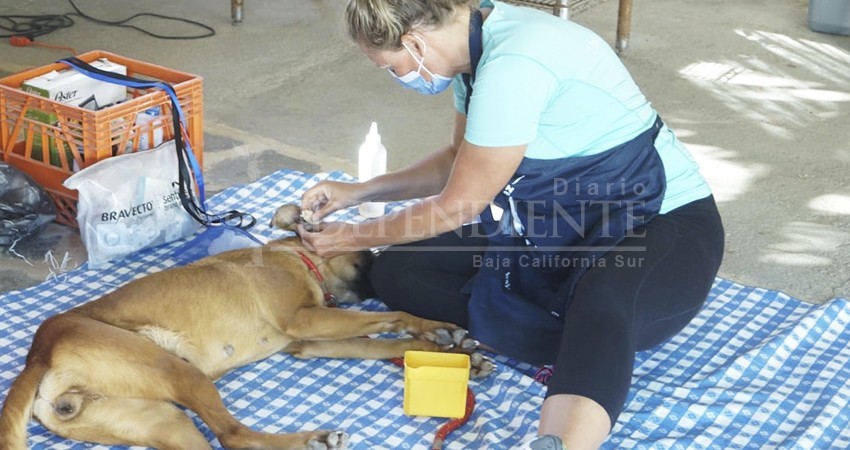 Organización altruista ha esterilizado a 1,700 mascotas por año en La Paz