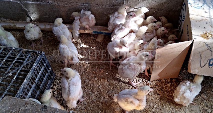 Como medida preventiva, postergan programa de aves de postura Como medida preventiva, postergan programa de aves de postura