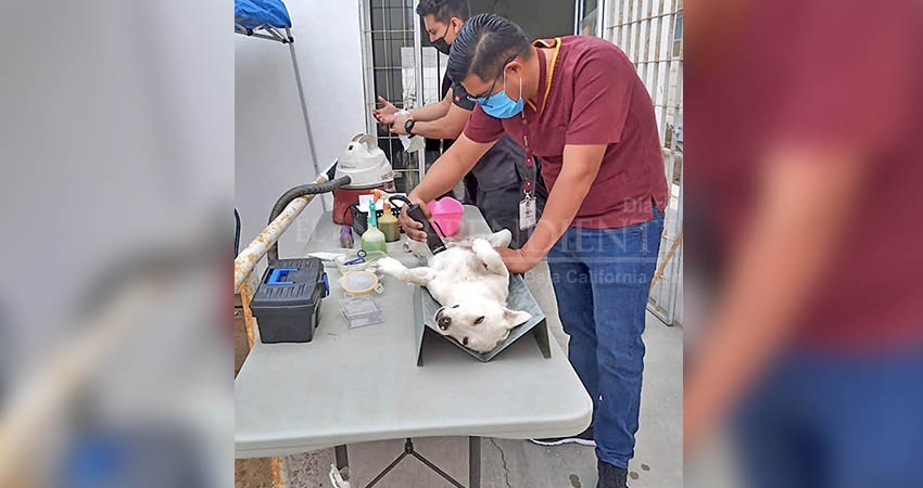 Realiza salud jornada intensiva de esterilizaciones caninas y felinas en Mulegé