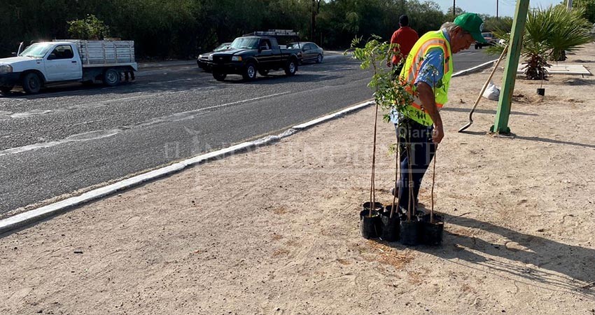 Realiza Servicios Públicos de La Paz acciones de reforestación en Pino Payas Realiza Servicios Públicos de La Paz acciones de reforestación en Pino Payas