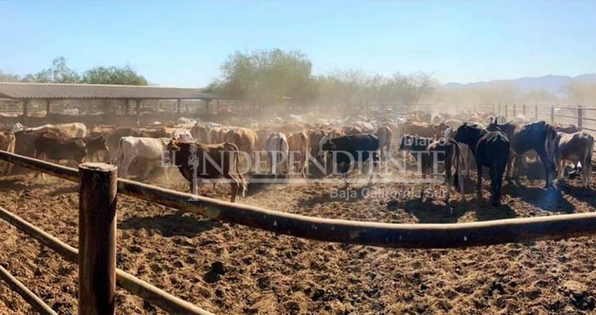 Evalúan avances del barrido contra la tuberculosis bovina