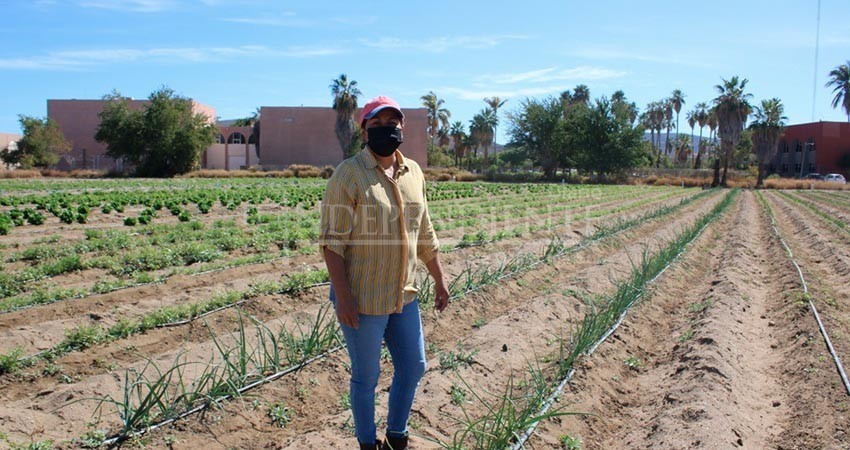 Huertos agrícolas sustentables: un modelo de agricultura ecoeficiente