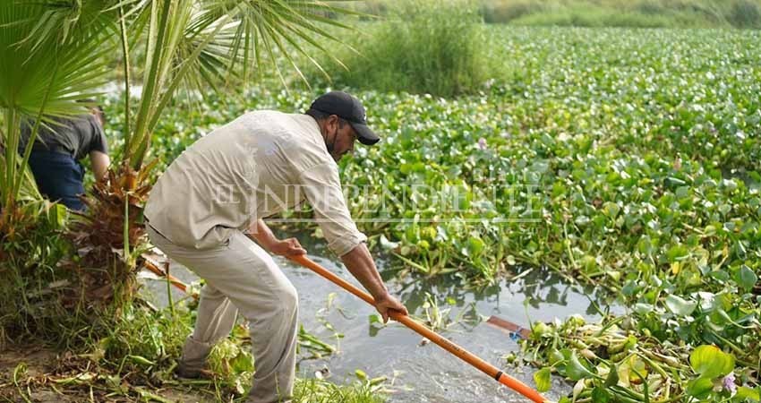 Fugas de la PTAR empeoran problema de lirio acuático