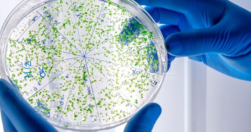 No se han detectado riesgos adicionales de cólera en La Paz: SSA No se han detectado riesgos adicionales de cólera en La Paz: SSA