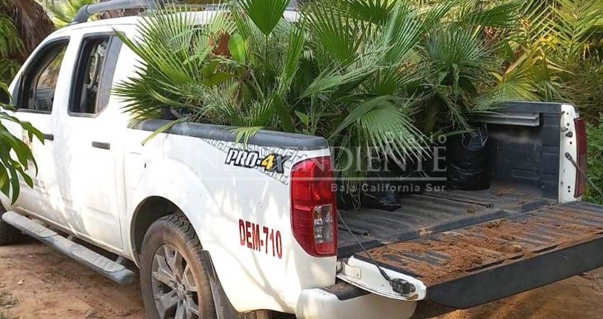 Plantarán un promedio de 1,000 palmas en colonias de CSL