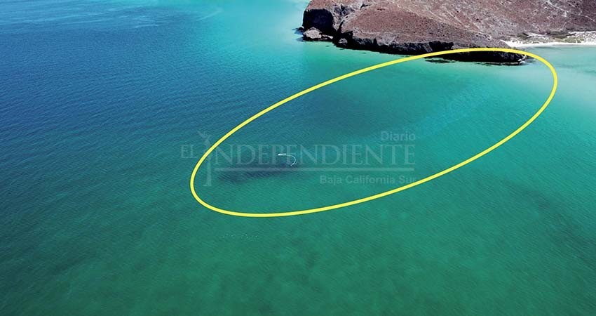 Noticia mundial el ecocidio en Balandra “La playa más bonita de México”