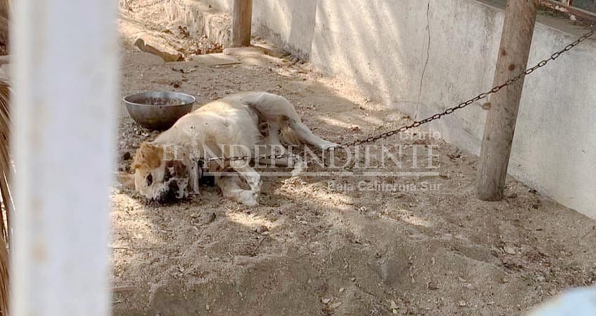 Muerta la Ley de Protección Animal en BCS, al gobierno no le interesa: Asociación