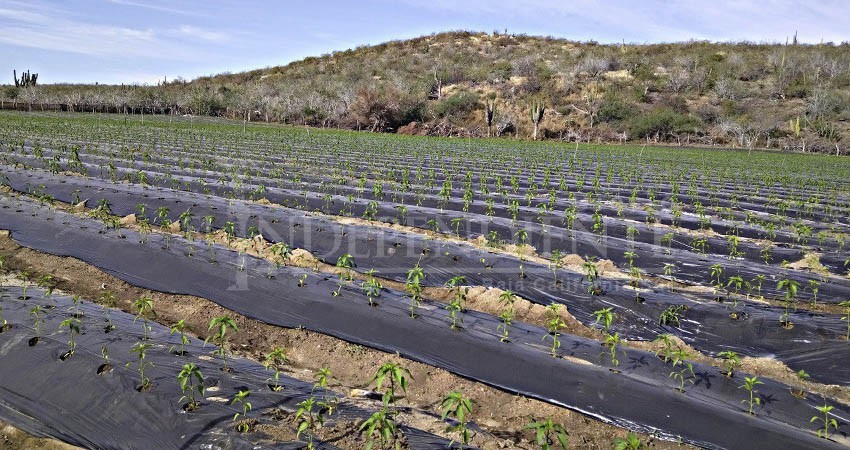 Explora consulado de EE.UU. oportunidades de agronegocios con BCS Explora consulado de EE.UU. oportunidades de agronegocios con BCS