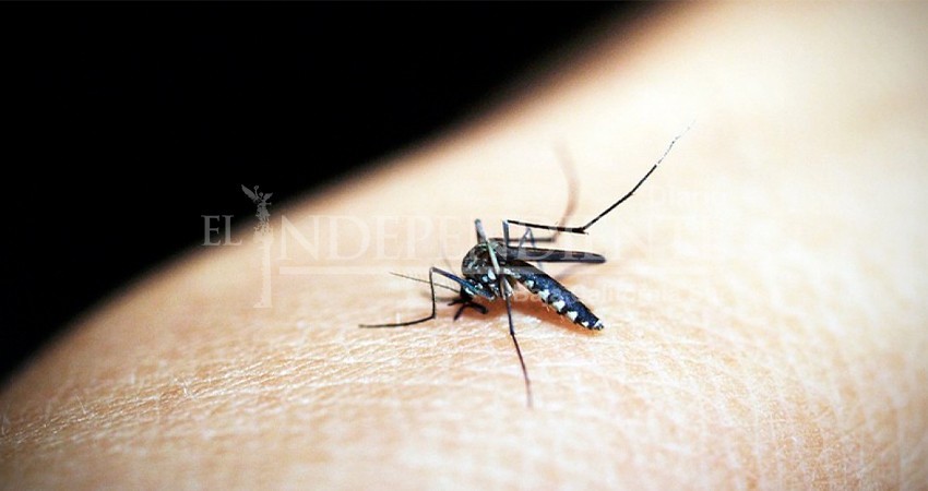 Advierte SSA de la presencia en BCS de un serotipo de dengue muy agresivo Advierte SSA de la presencia en BCS de un serotipo de dengue muy agresivo