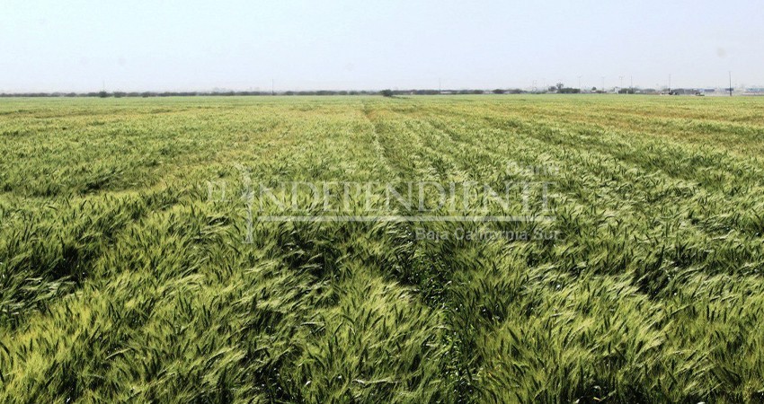 Ciclo Otoño-Invierno, el de mayor relevancia para el sector agrícola de BCS: JABB