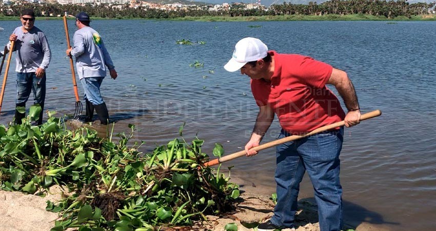 Continúa Dirección de Ecología y Medio Ambiente con el retiro de lirio en el Estero Josefino