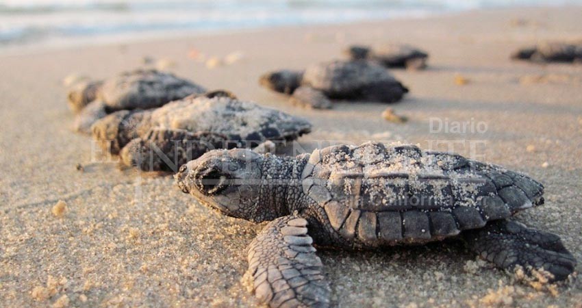 Todo listo para el Festival de la Tortuga Marina de Todos Santos 2022 Todo listo para el Festival de la Tortuga Marina de Todos Santos 2022