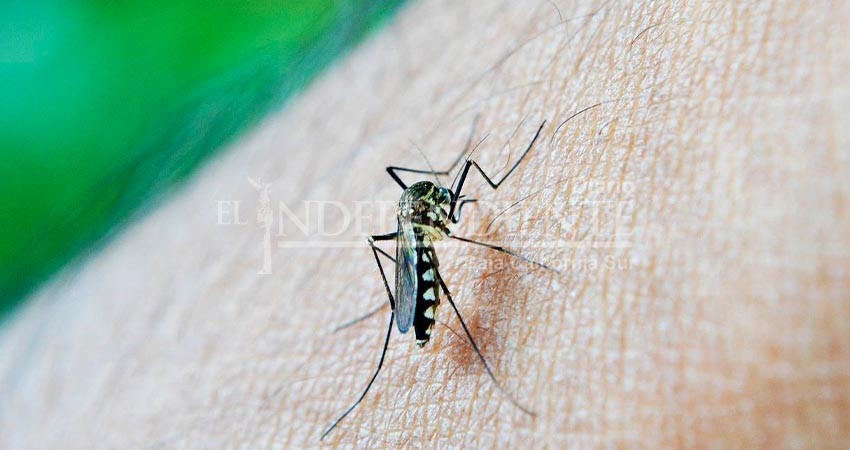 Sin aumento en casos de dengue en BCS, reporta la SSA Sin aumento en casos de dengue en BCS, reporta la SSA