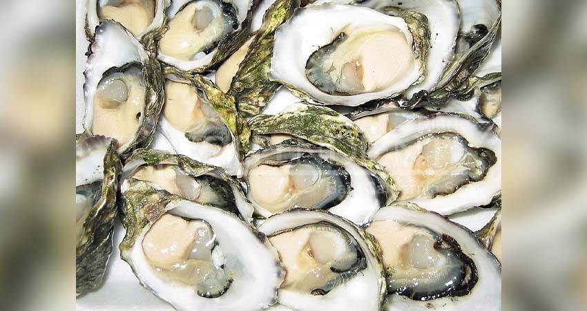 BCS primer lugar nacional en cultivo de ostión: produce 2 mil toneladas al año