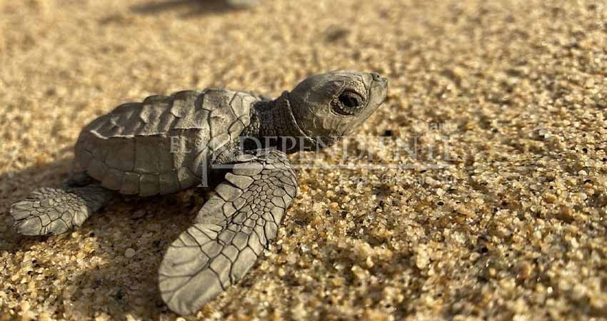 Llevan a cabo el Primer Festival de la Tortuga Marina en Todos Santos