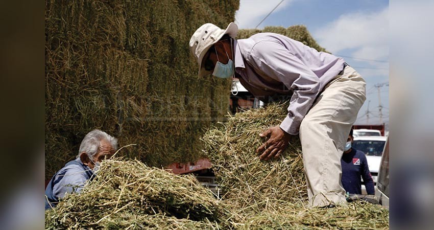 Promueve SEPADA apoyo a ganaderos para garantizar abasto de forraje