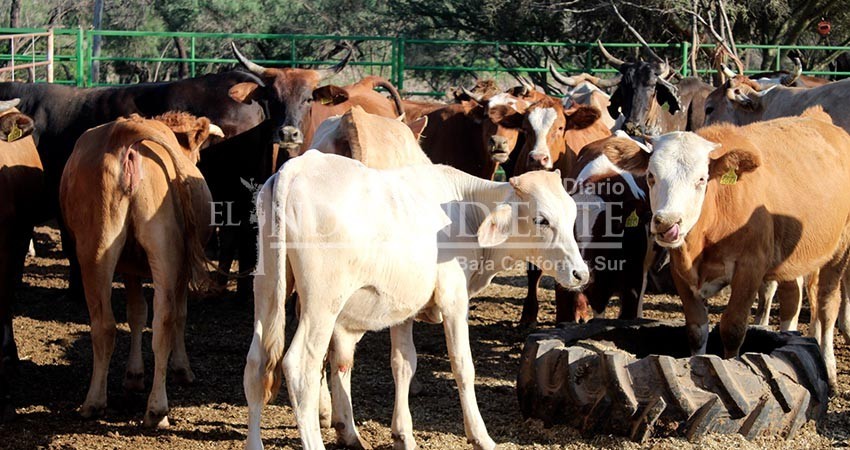 Impulsará SEPADA en el 2023, proyectos estratégicos de impacto comunitario