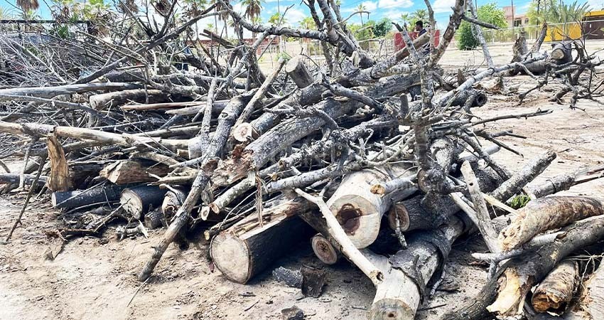 Ingresan 9.4 toneladas de ramas al Eco Parque con el que se genera composta