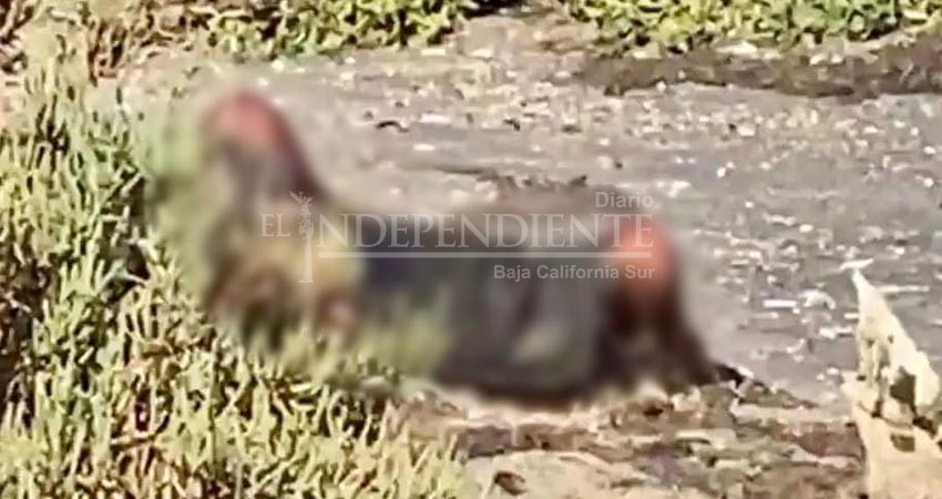 Cuerpo sin vida localizado en Centenario está en calidad de desconocido