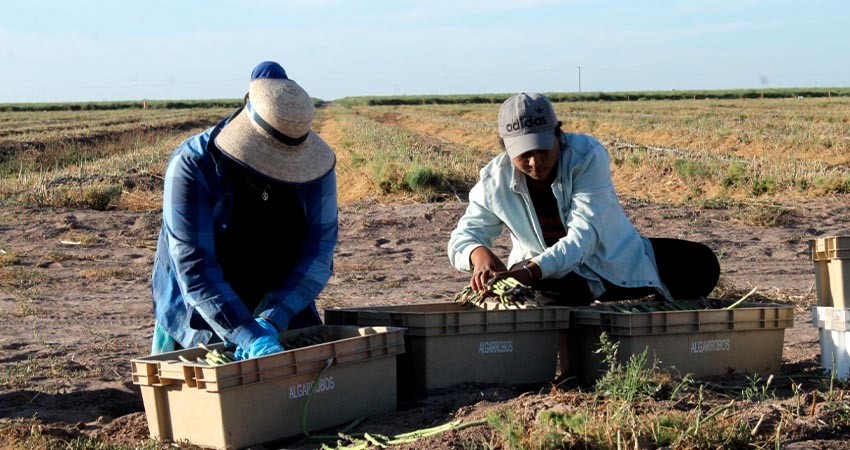 Mantiene producción de espárrago buenas expectativas en BCS: SEPADA