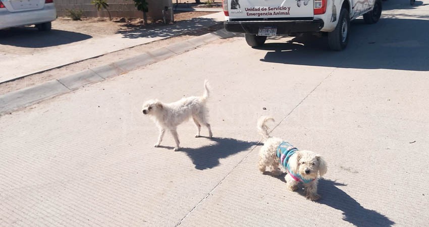 Durante el 2022, la Policía de La Paz atendió cerca 600 reportes de maltrato animal