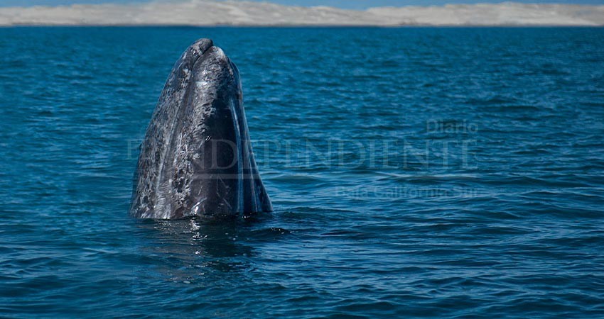 Sin previo aviso, Semarnat redujo número de permisos para avistamiento de la ballena gris Sin previo aviso, Semarnat redujo número de permisos para avistamiento de la ballena gris