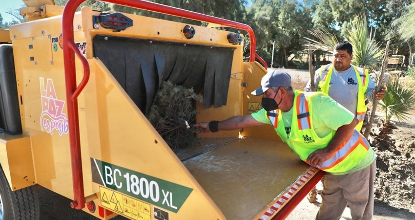 Invita Ayuntamiento de La paz a llevar los árboles de navidad al Eco Parque