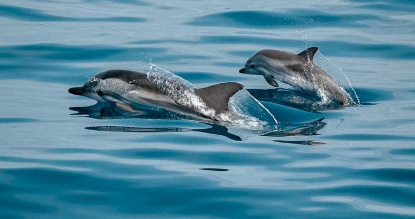 UABCS Marine Sciences explains how dolphins communicate