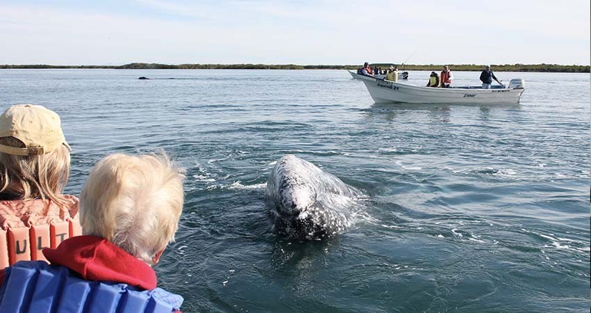 Se prepara Ayuntamiento de La Paz para arranque del avistamiento de ballenas en Puerto Chale