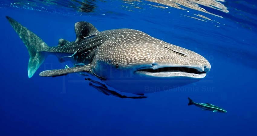 Acusan opacidad en entrega de permisos para avistamiento de Tiburón Ballena Acusan opacidad en entrega de permisos para avistamiento de Tiburón Ballena