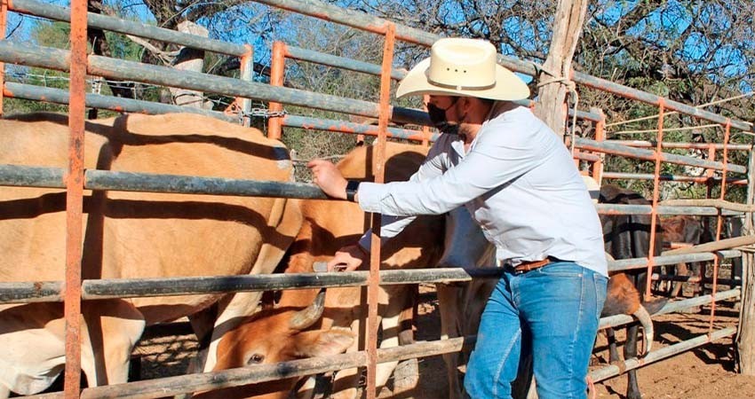 Llama SEPADA a productores pecuarios a fortalecer el buen manejo del hato ganadero