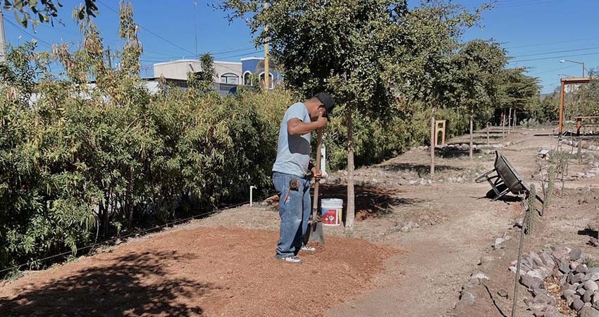 Inician obras del primer Oasis Urbano en las instalaciones del Ayuntamiento de La Paz Inician obras del primer Oasis Urbano en las instalaciones del Ayuntamiento de La Paz