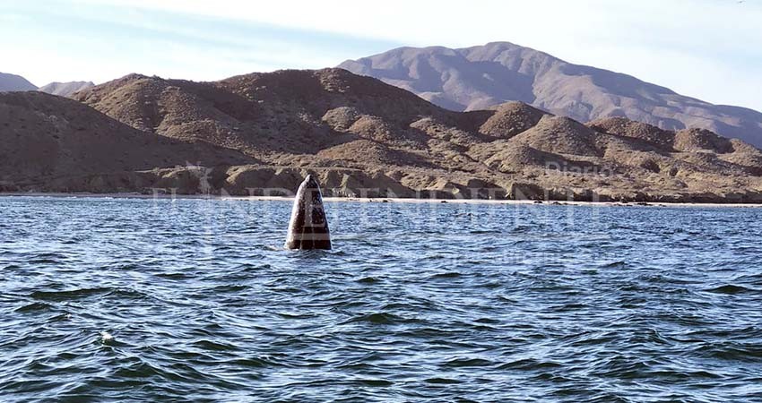 Inicia este sábado el avistamiento de la ballena gris en Puerto Chale