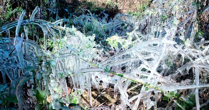 Evalúa gobierno estatal posibles afectaciones en cultivos en BCS por bajas temperaturas