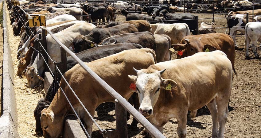 Por sanidad acuerdan Ayuntamiento Los Cabos y productores, el barrido de ganado