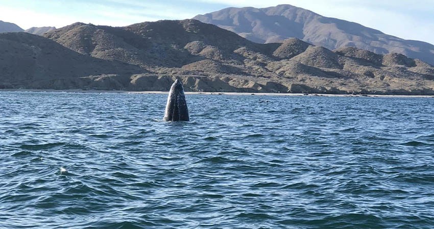 Inauguran temporada de avistamiento de ballena gris en Puerto Chale
