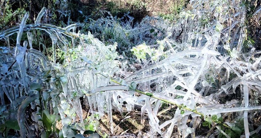 No hay afectaciones por heladas en cultivos del norte de BCS: Castro Cosío
