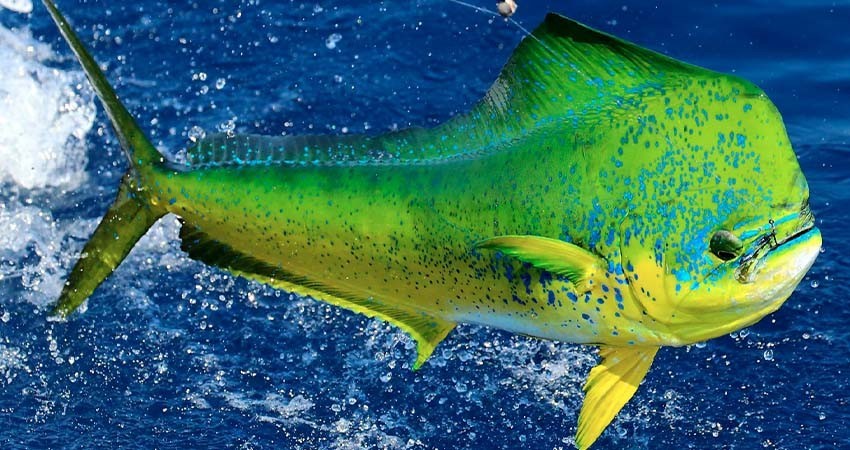 Pronostican graves afectaciones, no solo para BCS, de liberar el dorado a la pesca comercial Pronostican graves afectaciones, no solo para BCS, de liberar el dorado a la pesca comercial