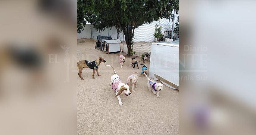 Sí atiende el Ayuntamiento las denuncias sobre maltrato animal, asegura Quiroga Romero Sí atiende el Ayuntamiento las denuncias sobre maltrato animal, asegura Quiroga Romero