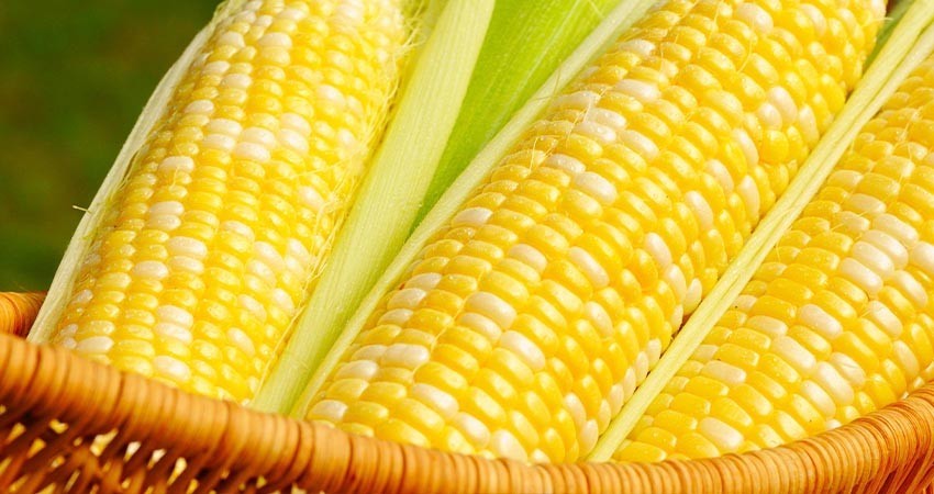 Gobierno de México prohibió uso de maíz transgénico para alimentación humana   2