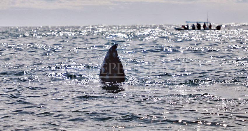 Listo Puerto San Carlos para retomar Festival Internacional de la ballena gris Listo Puerto San Carlos para retomar Festival Internacional de la ballena gris