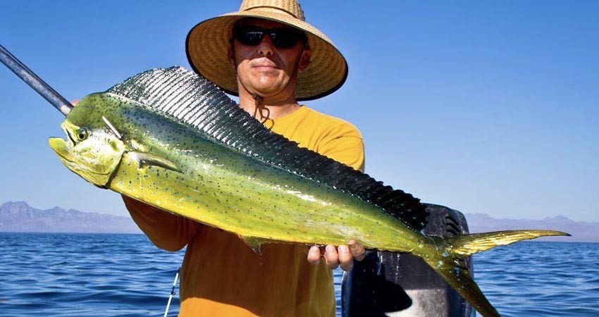 “Sí perdemos al marlin y al dorado, nada podremos corregir”: Conservación de los Picudos, A.C “Sí perdemos al marlin y al dorado, nada podremos corregir”: Conservación de los Picudos, A.C