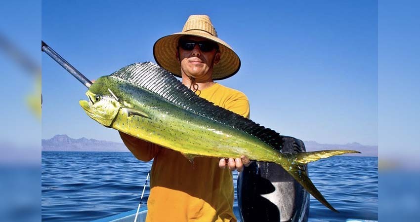 Establecerán nuevas tallas en ejemplares de captura en la pesca deportiva: FONMAR   7 rojo Establecerán nuevas tallas en ejemplares de captura en la pesca deportiva: FONMAR   7 rojo