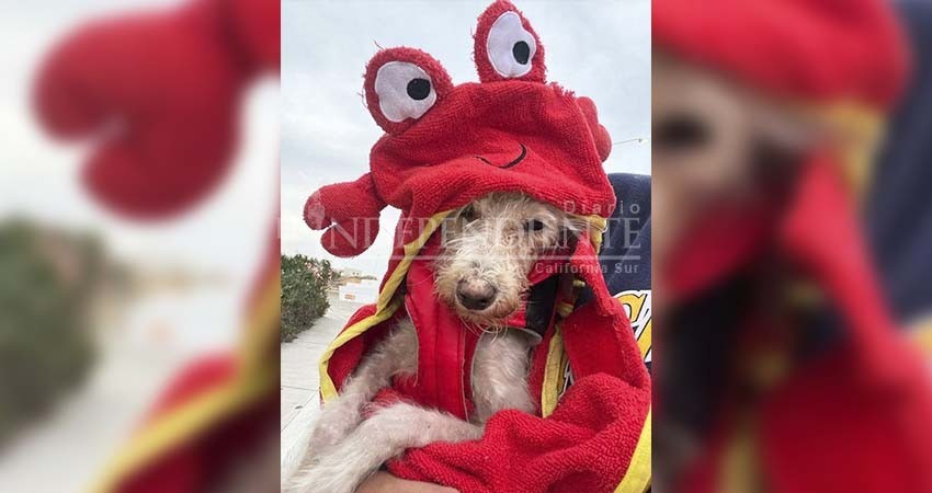 Se dieron en adopción los primeros tres perros rescatados por Comité Pro Animal Se dieron en adopción los primeros tres perros rescatados por Comité Pro Animal