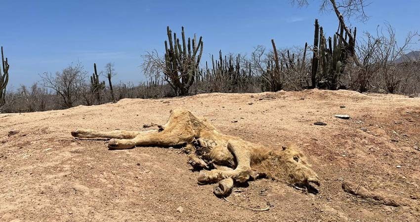 BCS entre las 9 entidades de México con más sequia