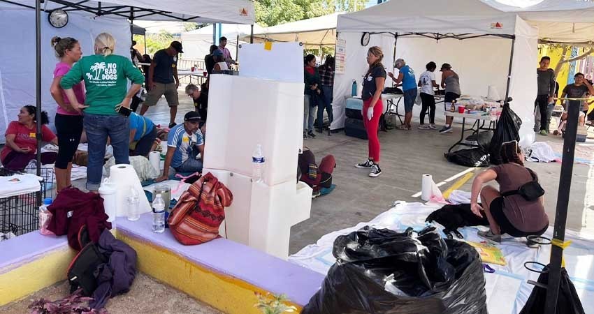 Sumaron 250 canes y felinos más a las jornadas de esterilización impulsadas por Pro-Animal Los Cabos y Casa Sheila A.C.