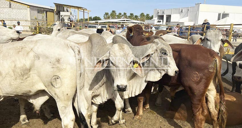 Escasez de agua, principal reto para ganaderos y productores de BCS Escasez de agua, principal reto para ganaderos y productores de BCS